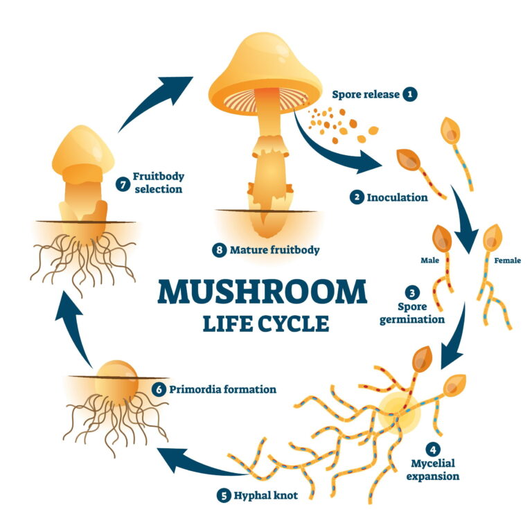 Mushroom Life Cycle